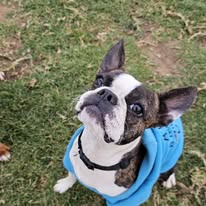 Happy dog