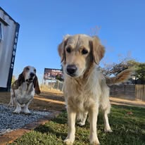 Dogs at FetchClub