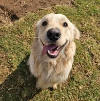 Dog playing at facility